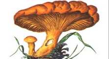 Скачать бесплатно презентацию - Съедобные грибы